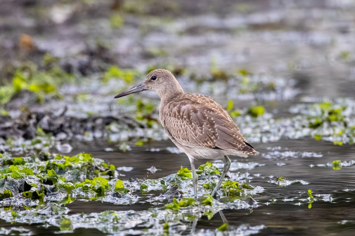 Willet - ML641057009