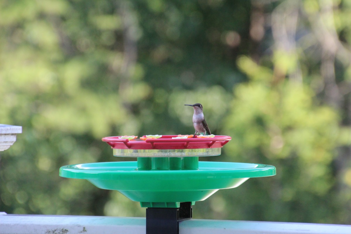 Ruby-throated Hummingbird - ML641057013