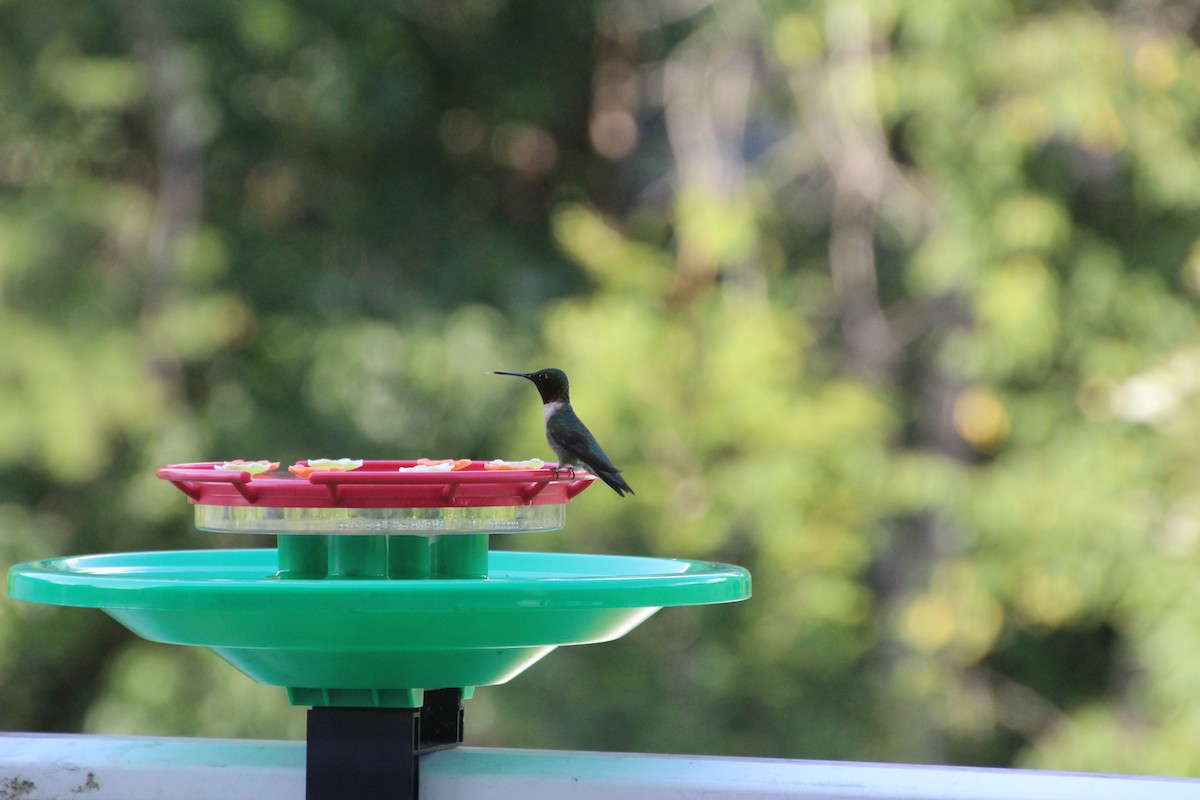 Ruby-throated Hummingbird - ML641057014