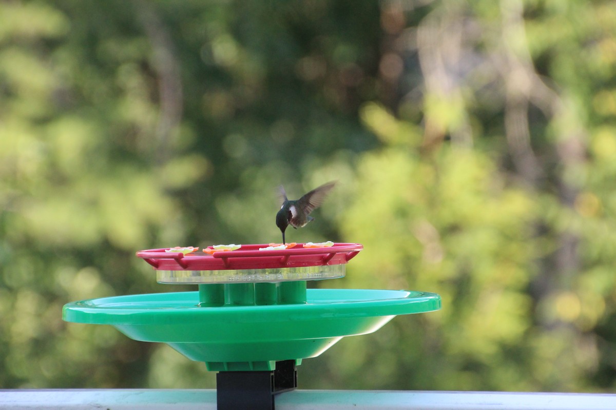 Ruby-throated Hummingbird - ML641057015
