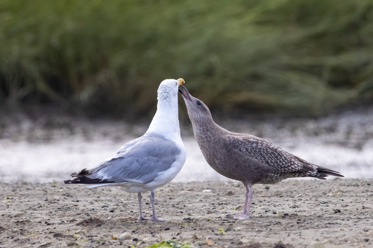 American Herring Gull - ML641057019