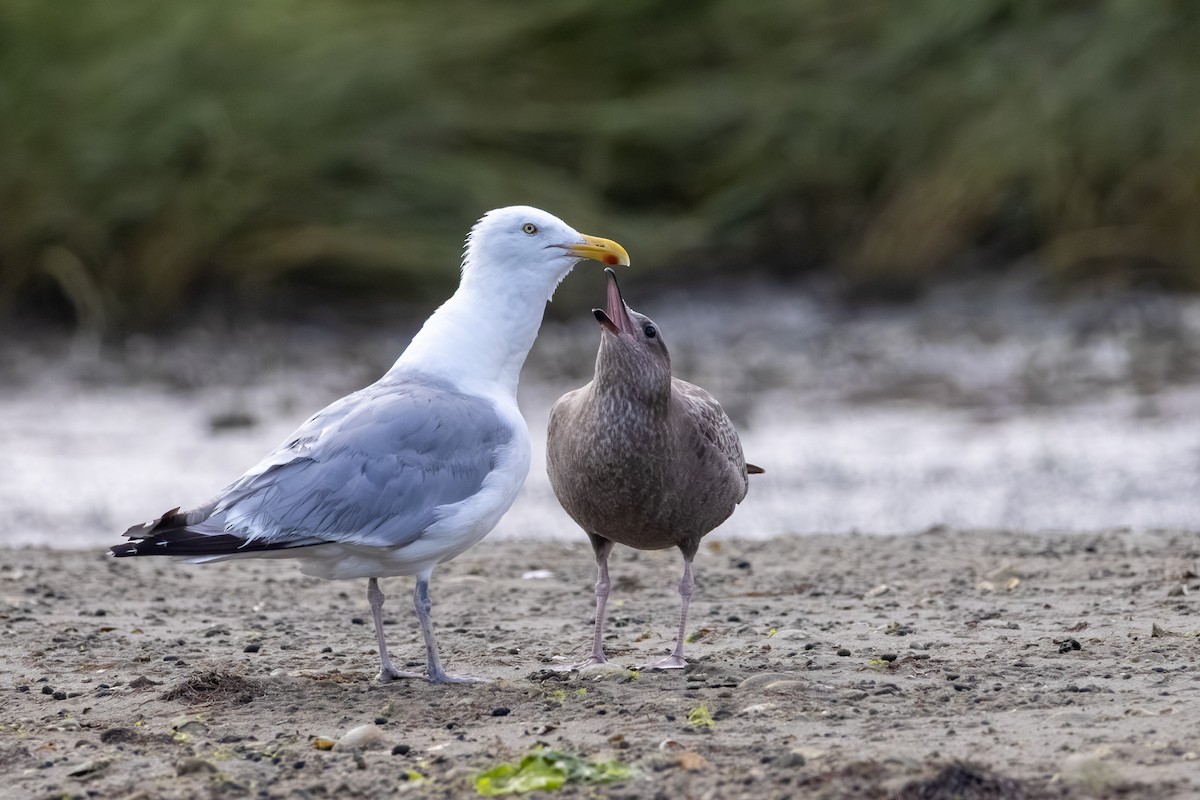 American Herring Gull - ML641057020