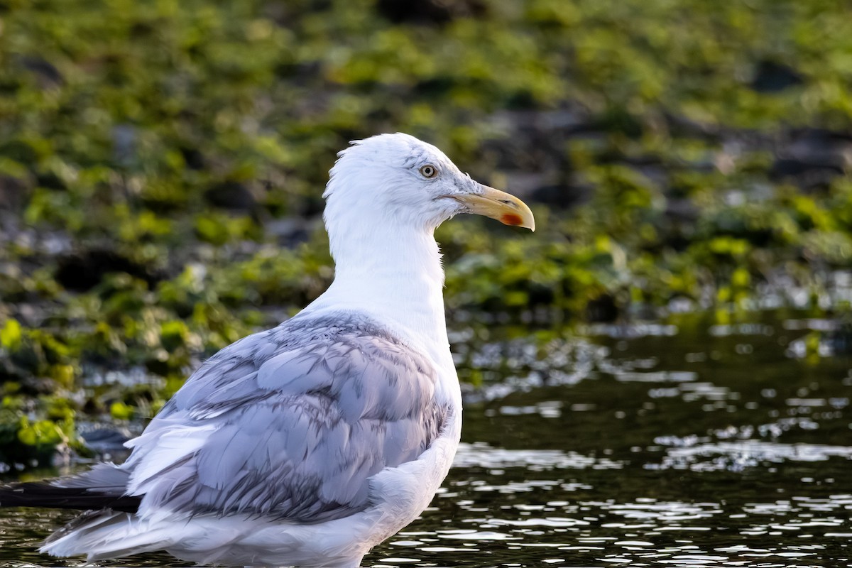 American Herring Gull - ML641057021