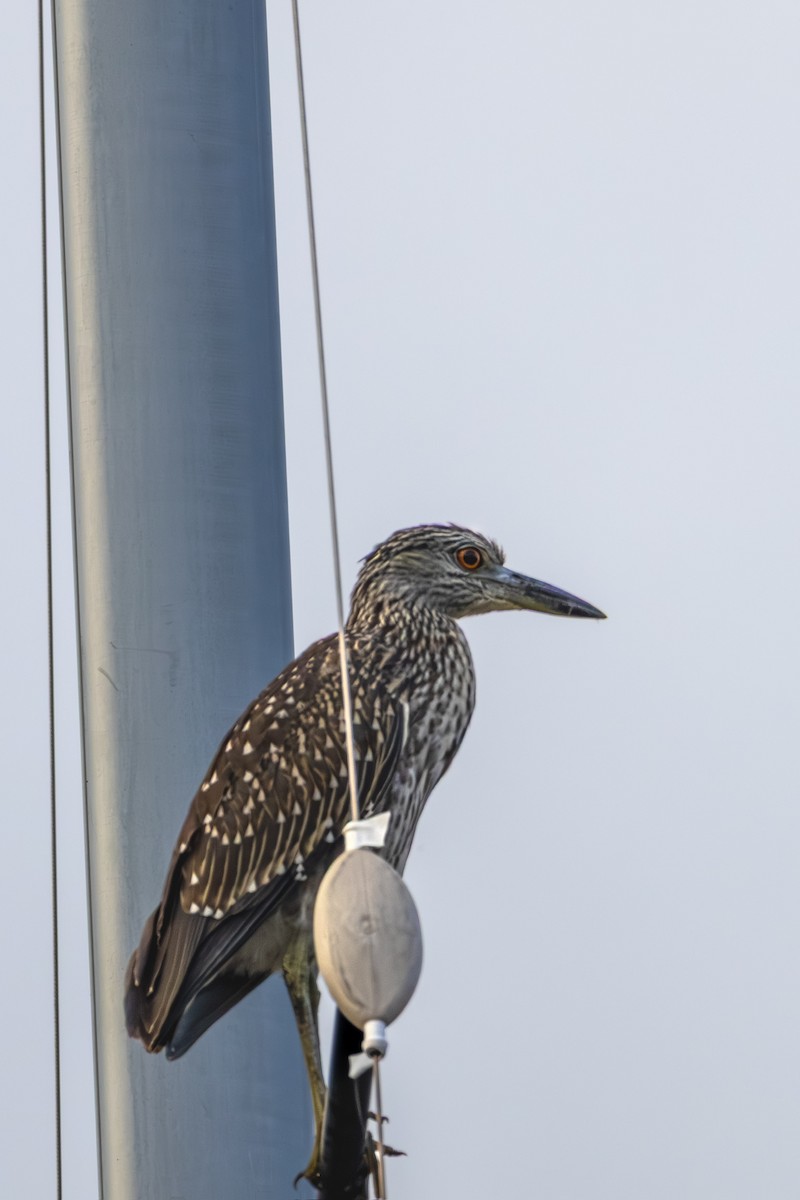 Yellow-crowned Night Heron - ML641057032