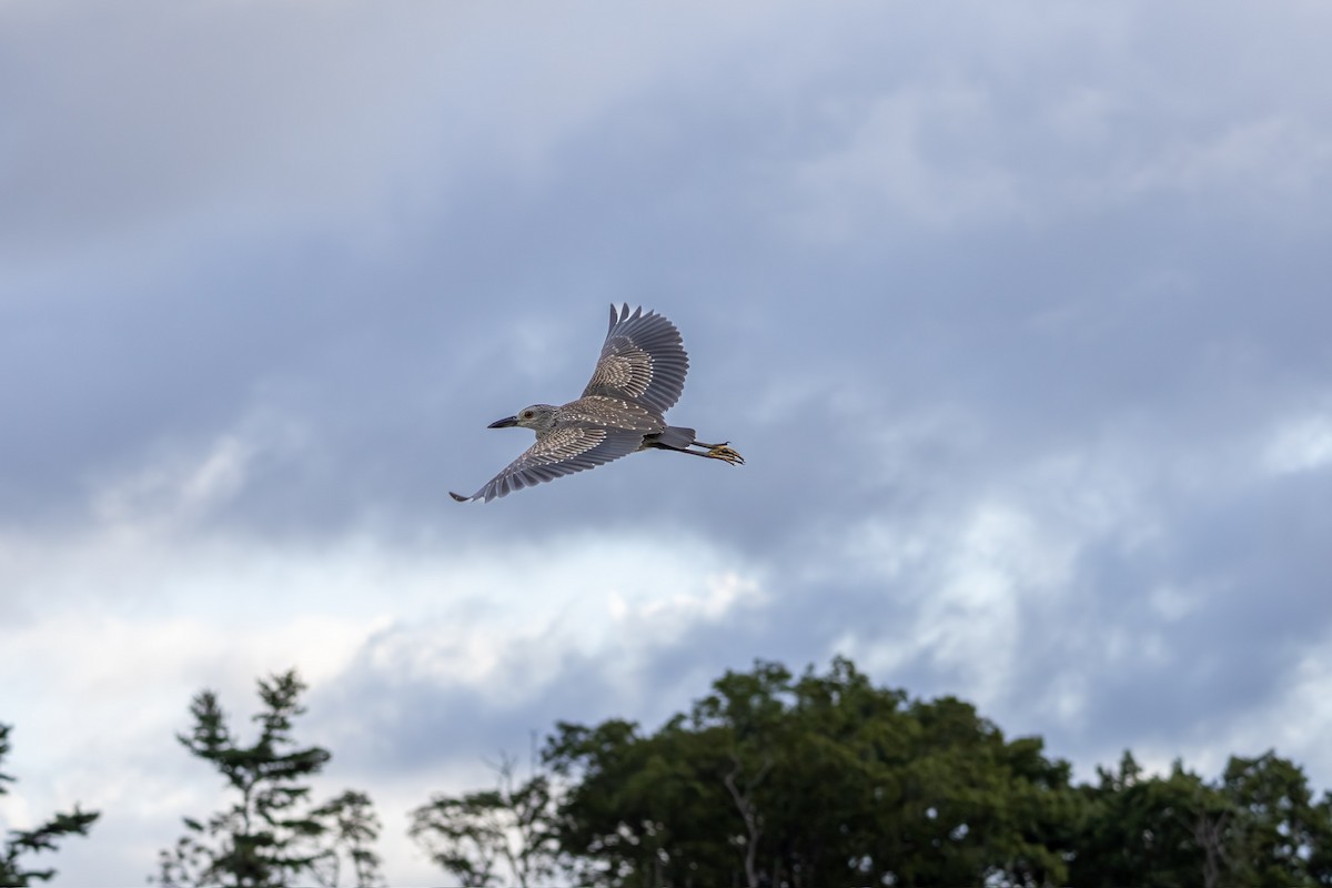 Yellow-crowned Night Heron - ML641057033