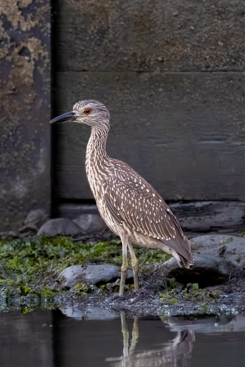 Yellow-crowned Night Heron - ML641057034