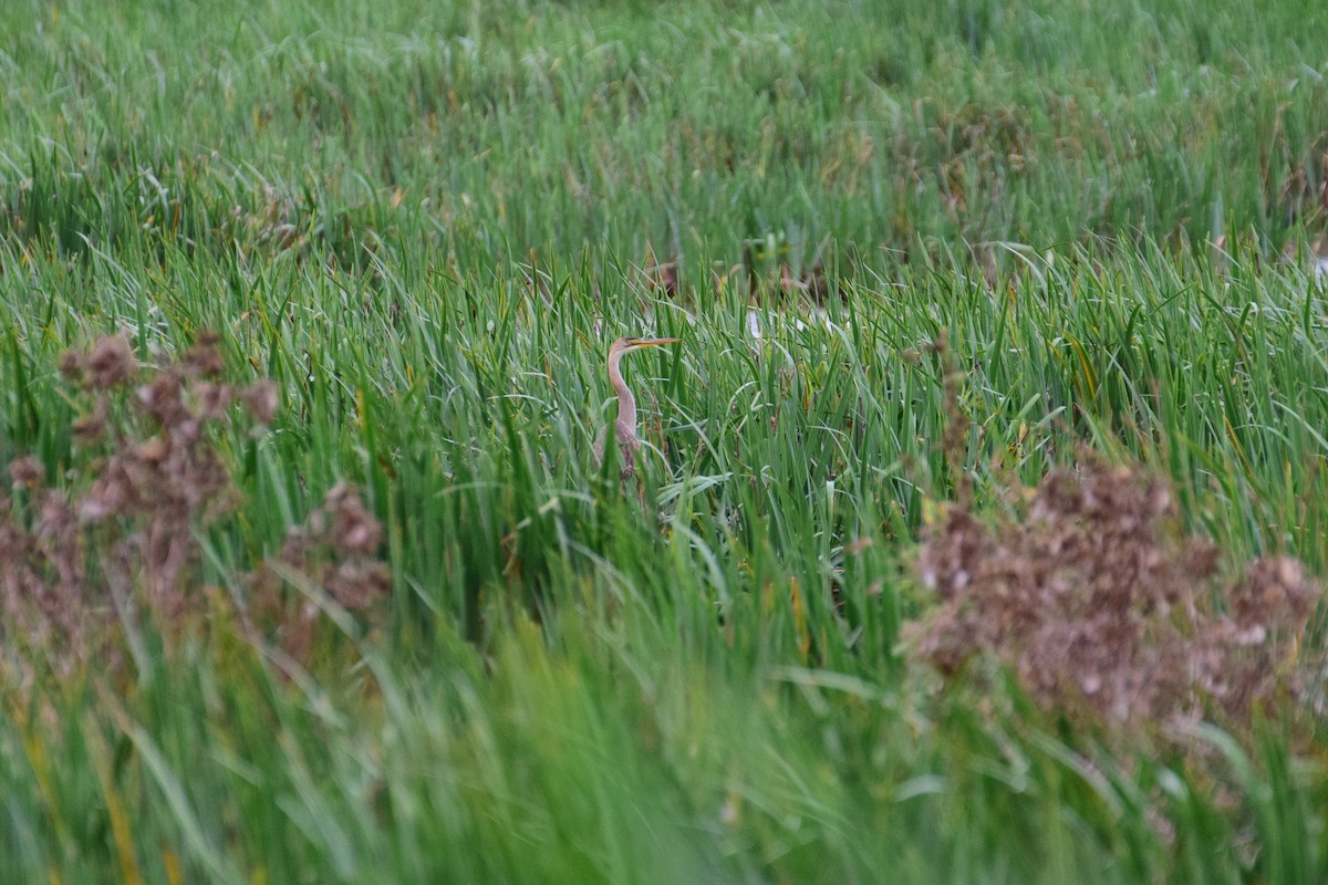 Зээрд дэглий - ML641057035