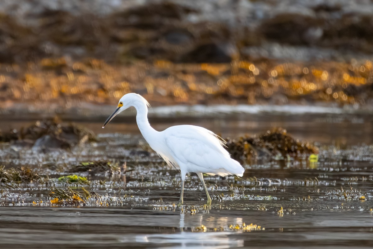 Snowy Egret - ML641057045