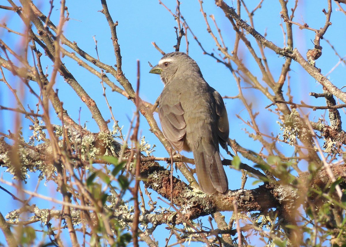 Bluish-gray Saltator - ML641057048