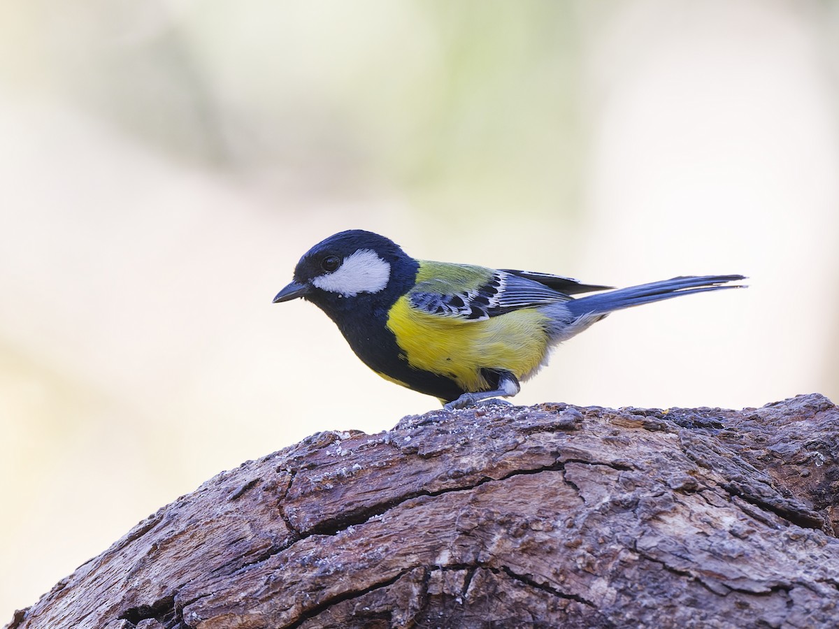 Green-backed Tit - ML641057051