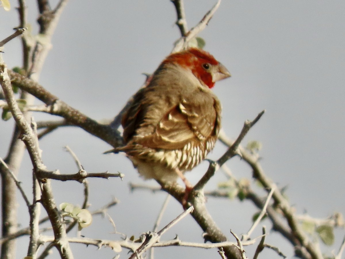 Red-headed Finch - ML641057052