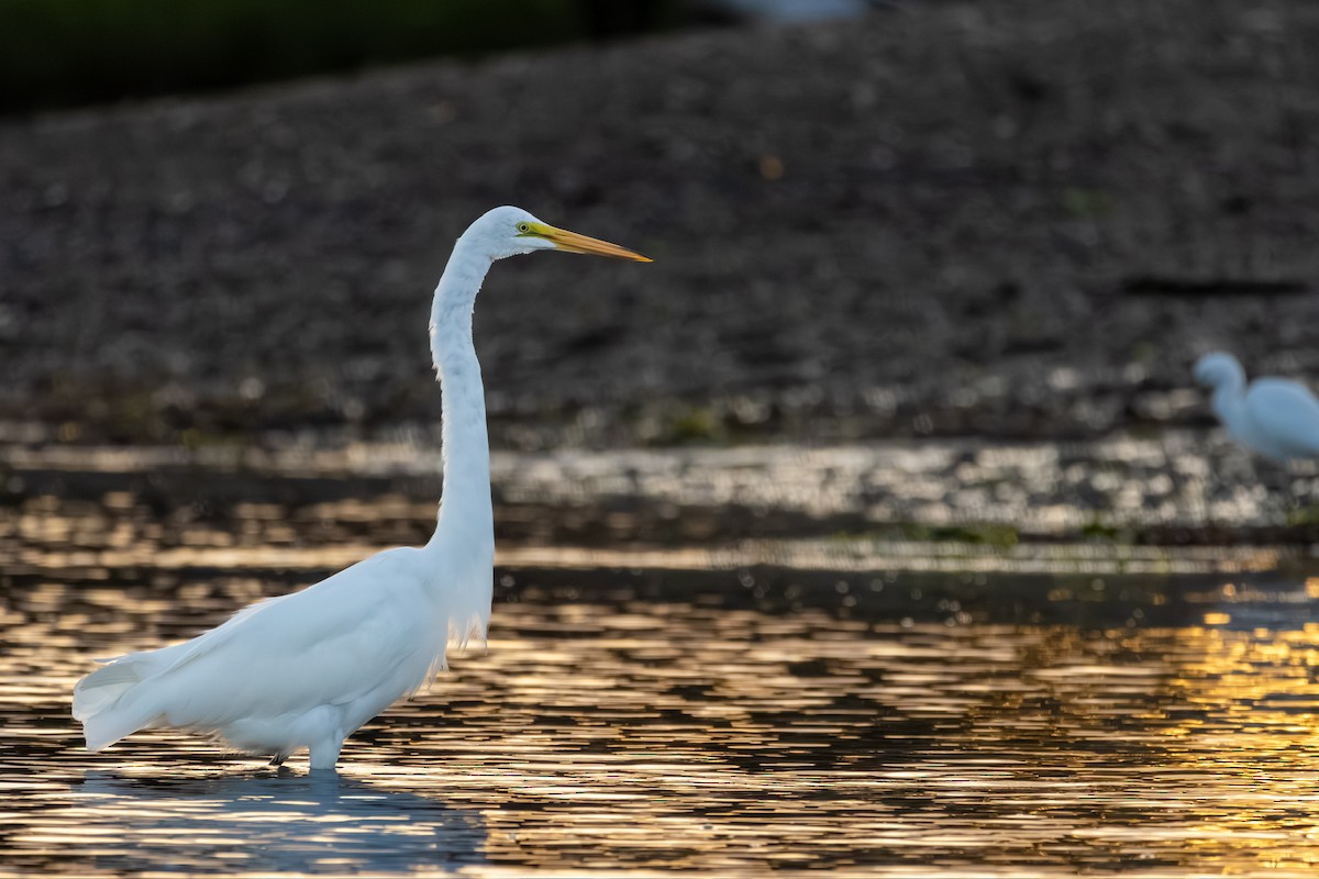 Great Egret - ML641057053