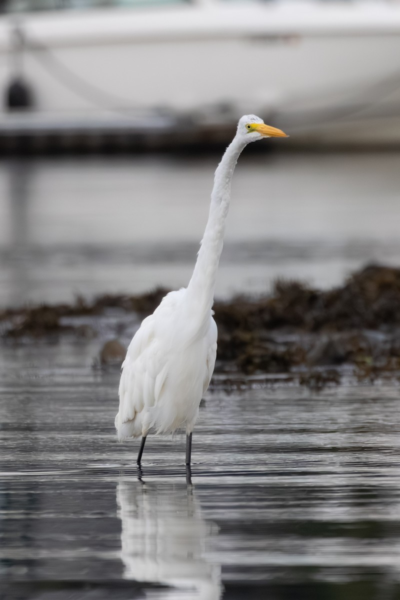 Great Egret - ML641057054