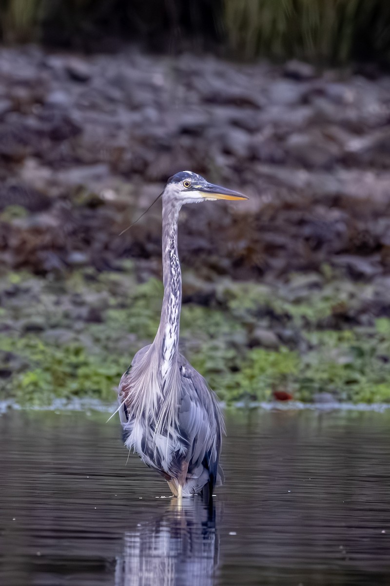 Great Blue Heron - ML641057061
