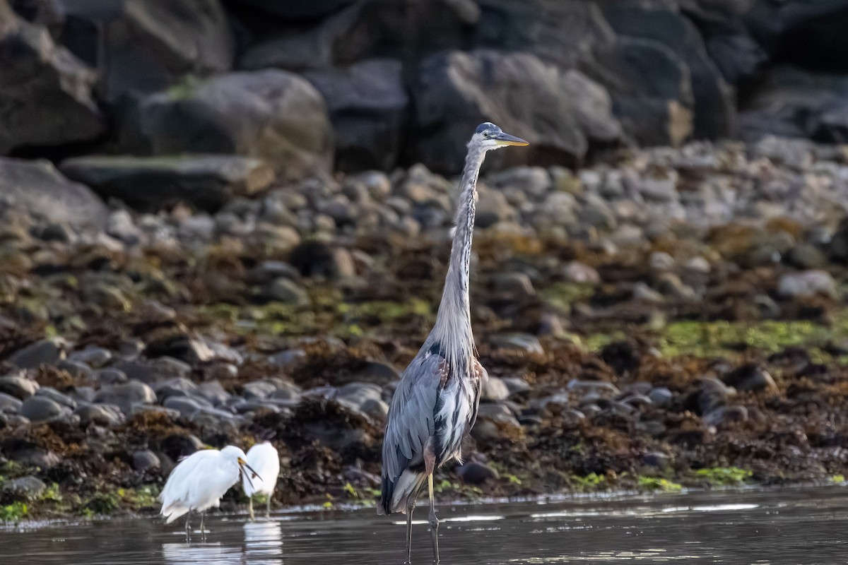Great Blue Heron - ML641057062