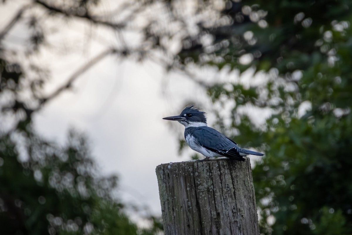 Belted Kingfisher - ML641057067