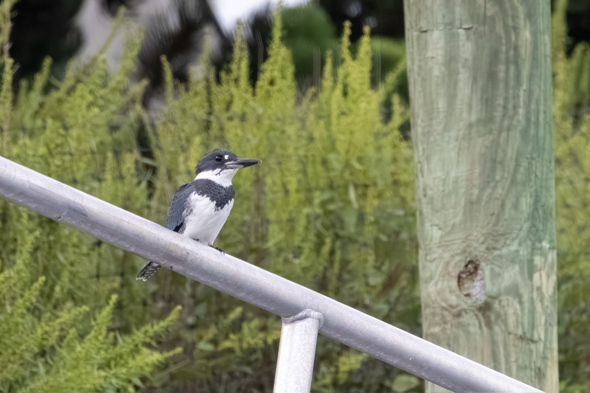 Belted Kingfisher - ML641057068