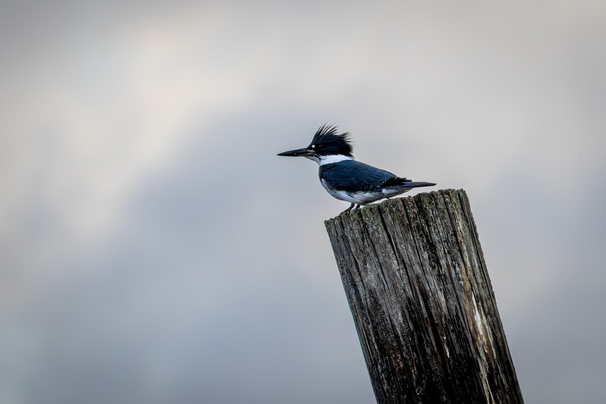 Belted Kingfisher - ML641057069