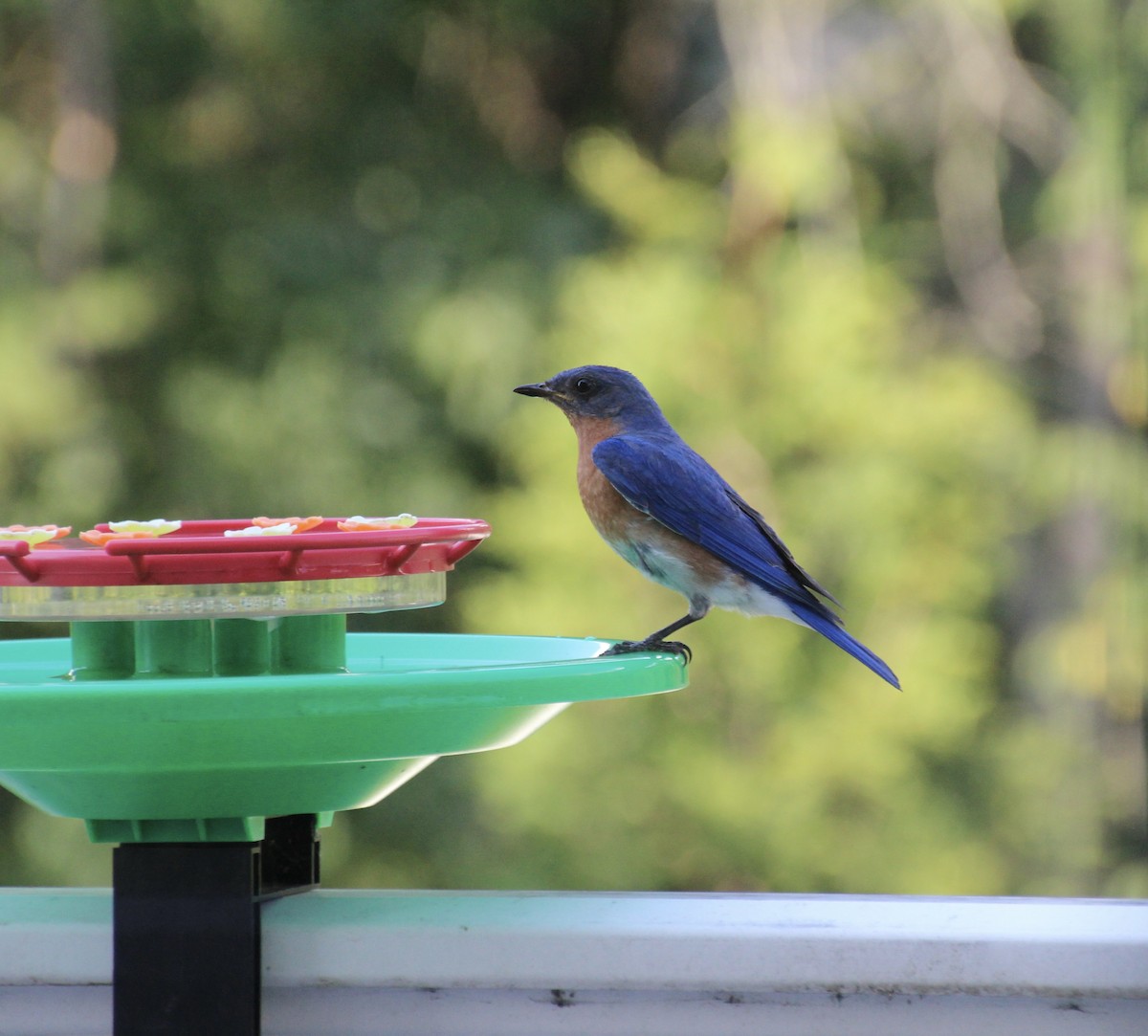 Eastern Bluebird - ML641057097