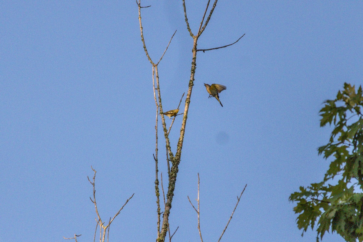 Pine Warbler - ML641057109