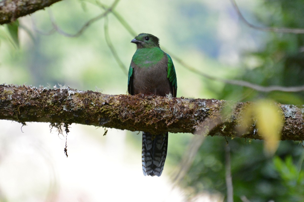 Resplendent Quetzal - ML64105711