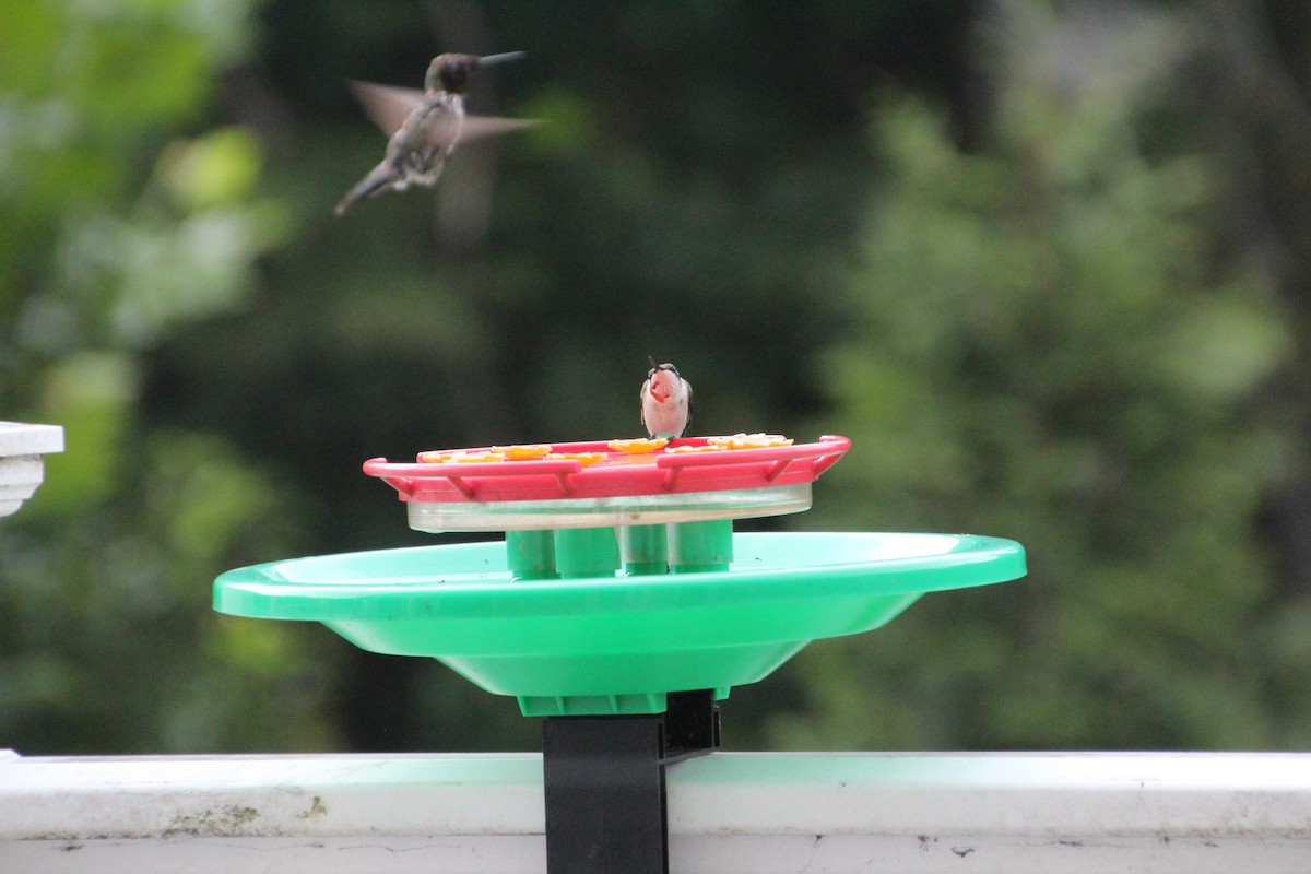 Ruby-throated Hummingbird - ML641057127