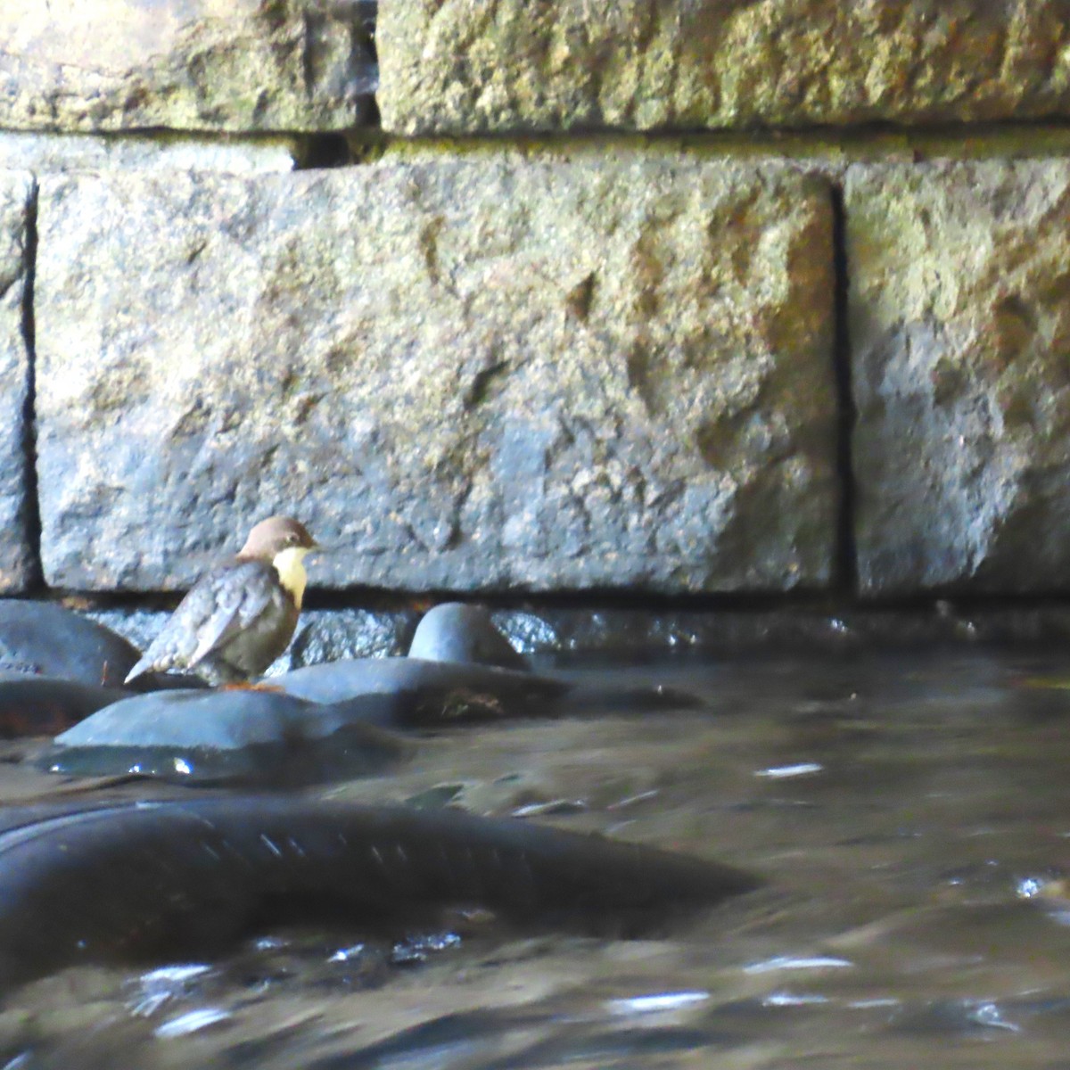 White-throated Dipper - ML641057131