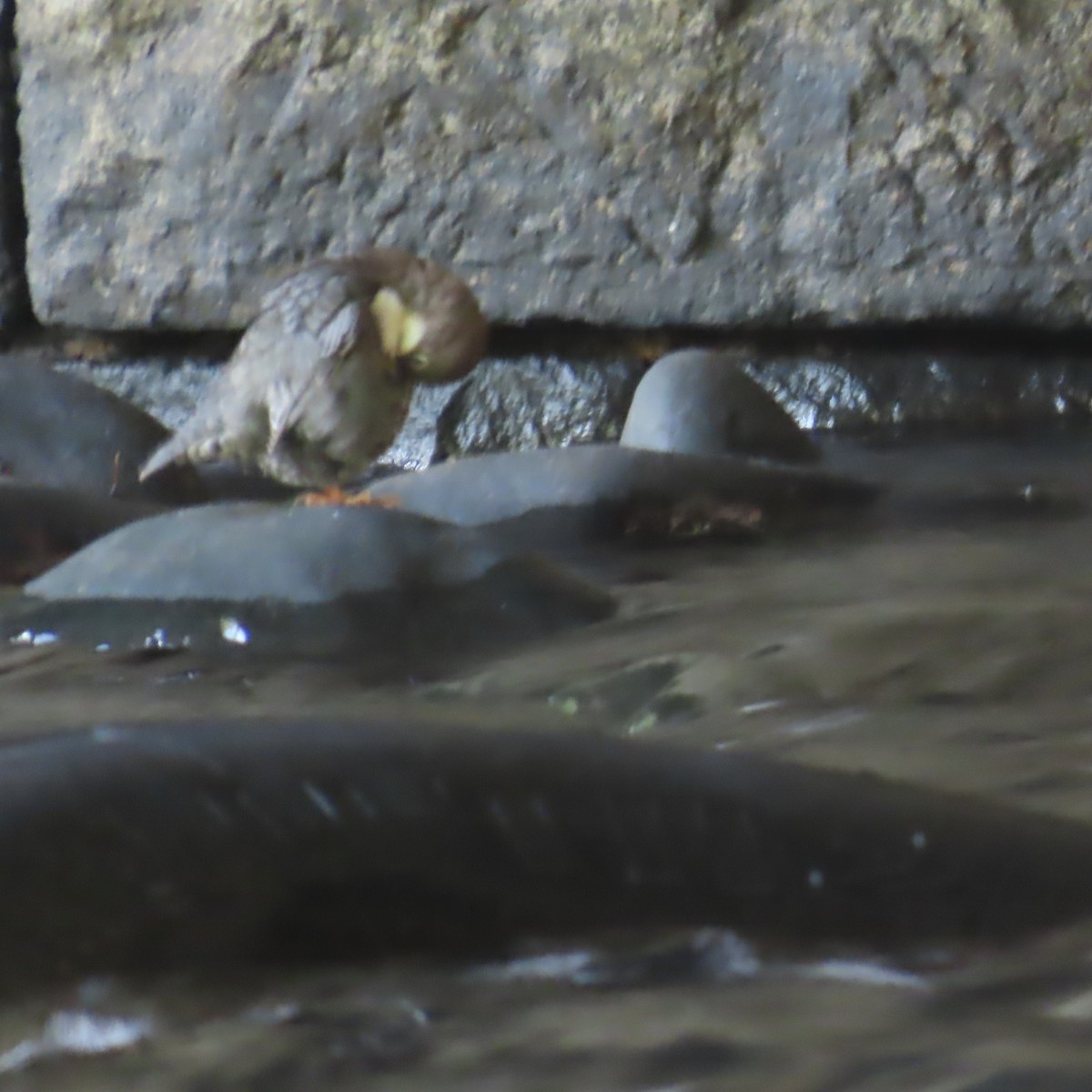 White-throated Dipper - ML641057132