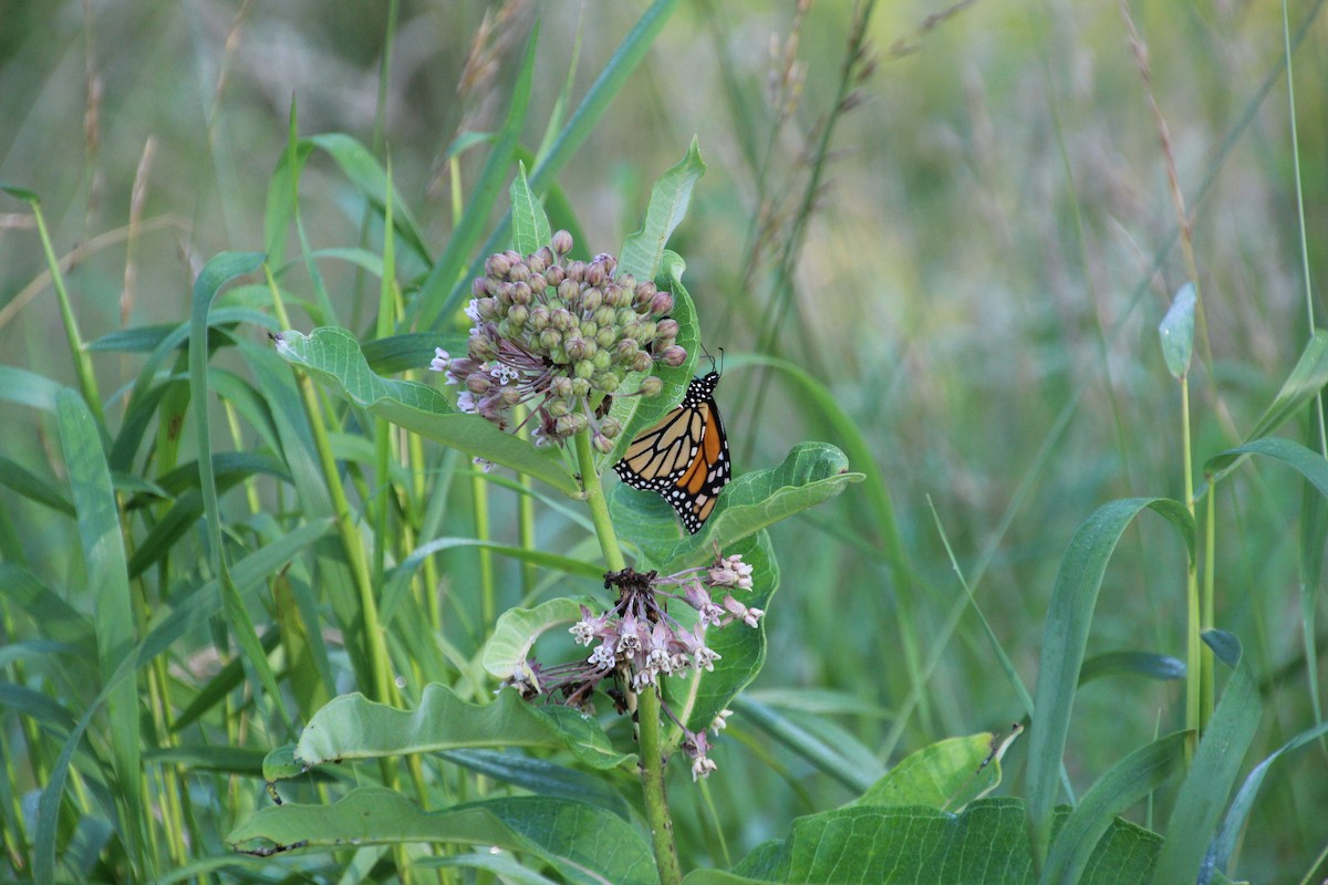 Monarch - ML641057158