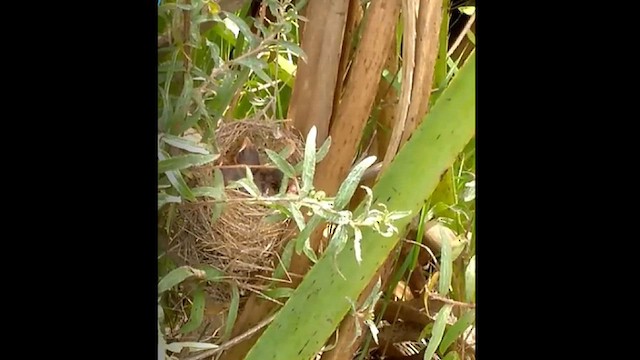 Chestnut Seedeater - ML641057198