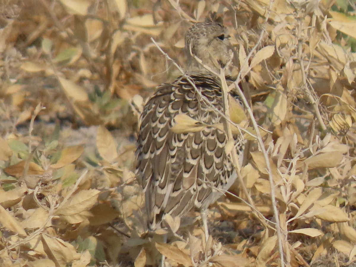 Double-banded Courser - ML641057211