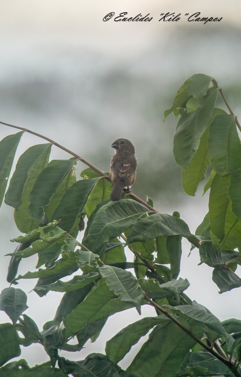Large-billed Seed-Finch - ML641057231