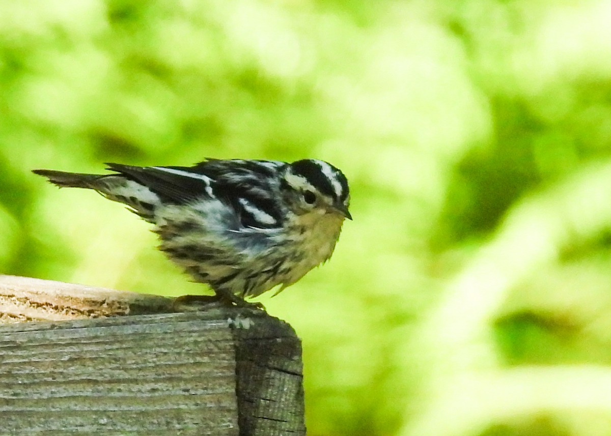 Black-and-white Warbler - ML641057238