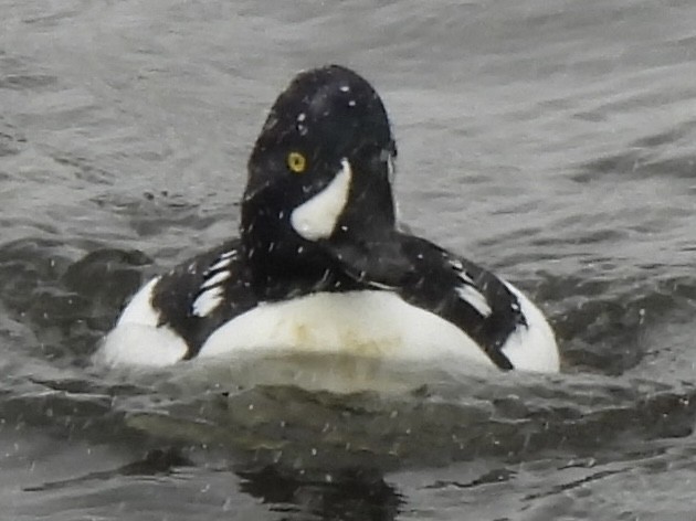 Barrow's Goldeneye - ML641057240