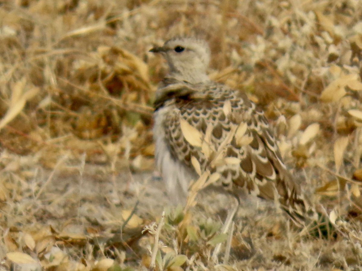 Double-banded Courser - ML641057271