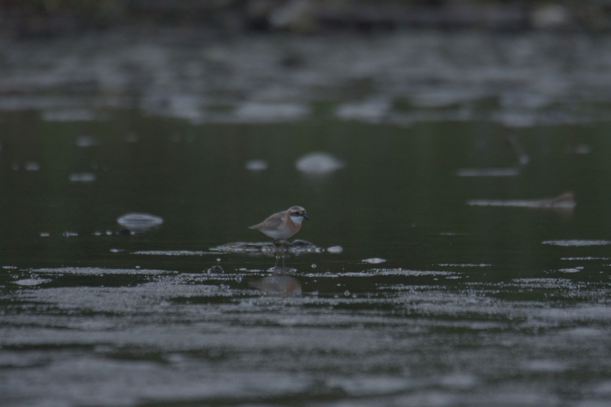Tibetan Sand-Plover - ML641057276