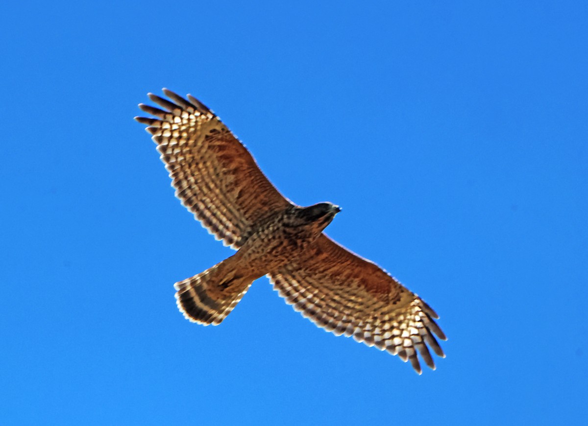 Red-shouldered Hawk - ML641057292