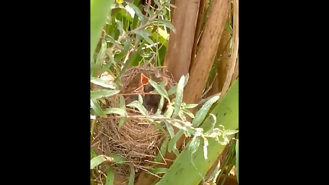 Chestnut Seedeater - ML641057294