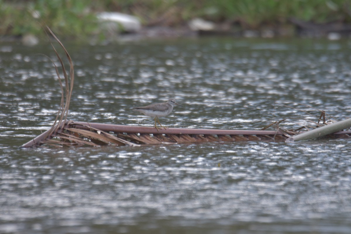 Gray-tailed Tattler - ML641057311