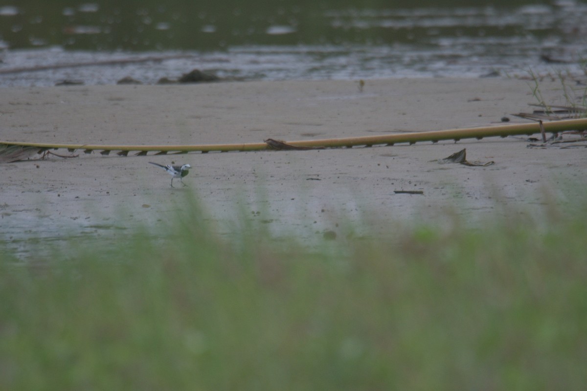 White Wagtail - ML641057359