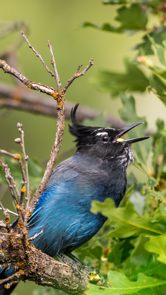 Steller's Jay - ML641057414