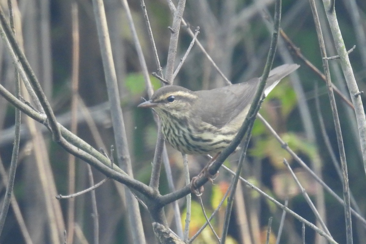 Northern Waterthrush - ML641057417