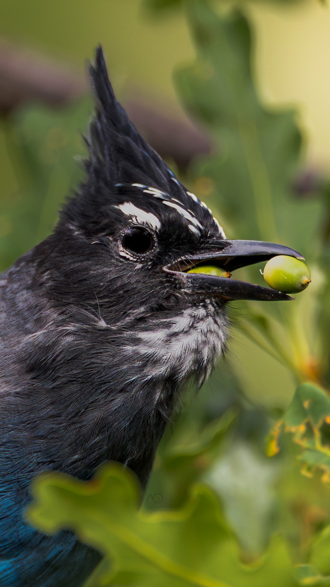 Steller's Jay - ML641057422