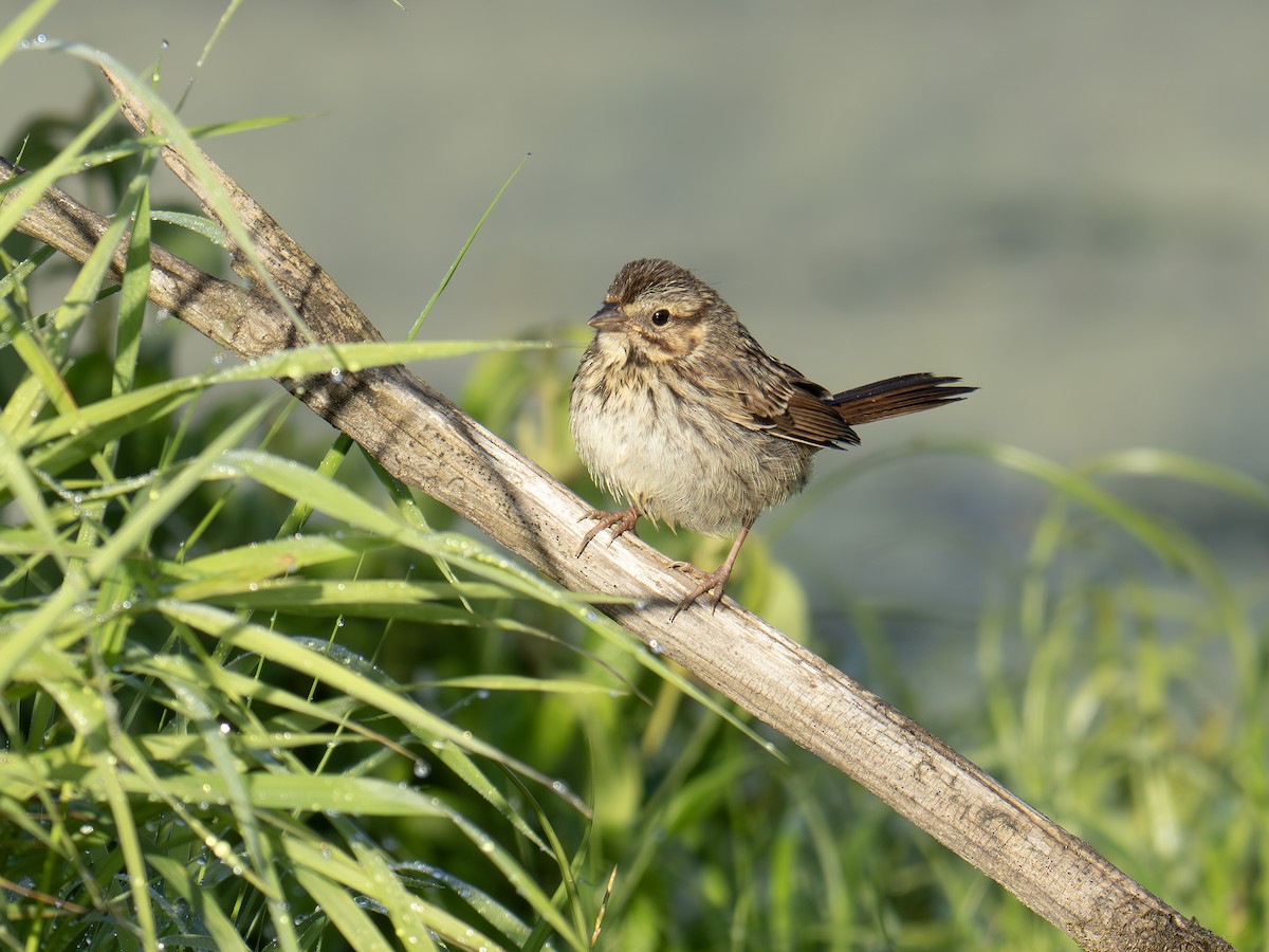 Song Sparrow - ML641057438