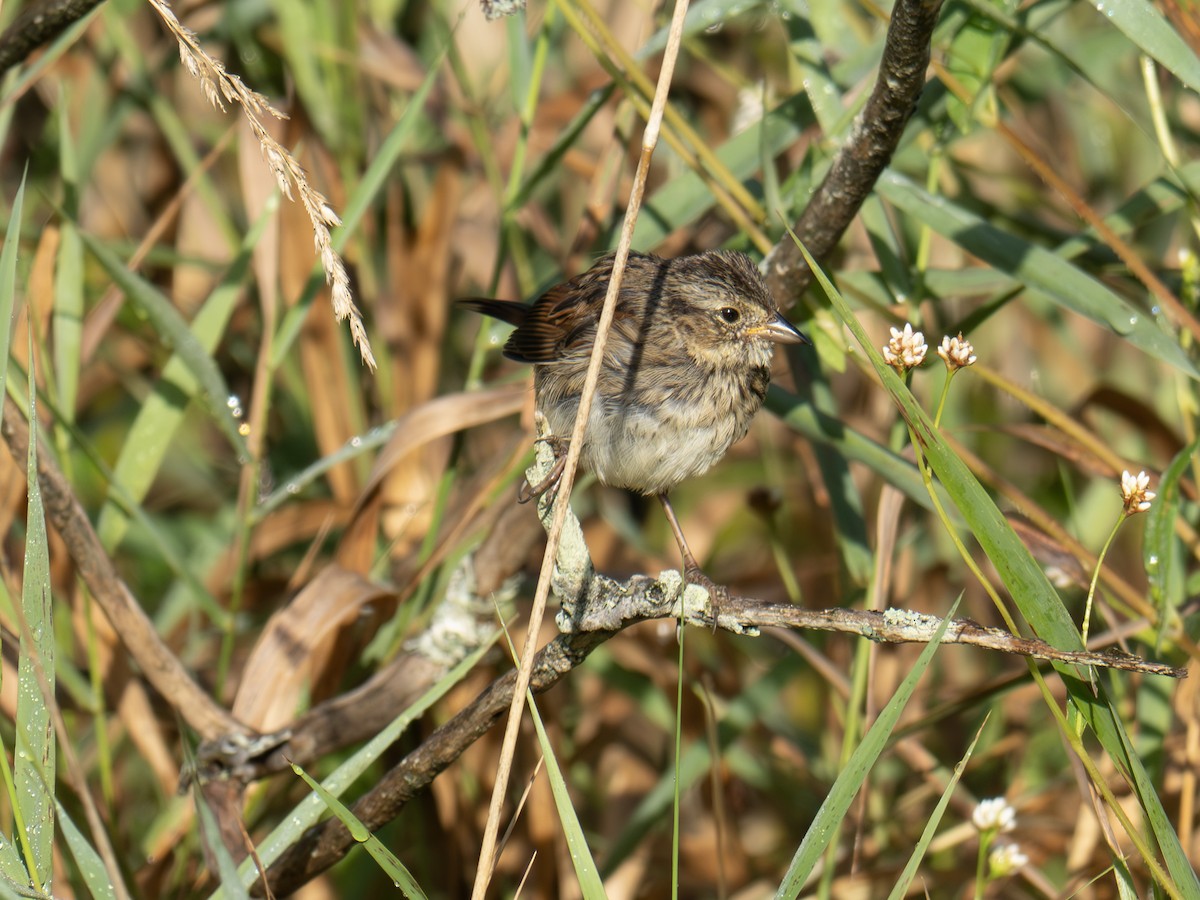 Song Sparrow - ML641057439
