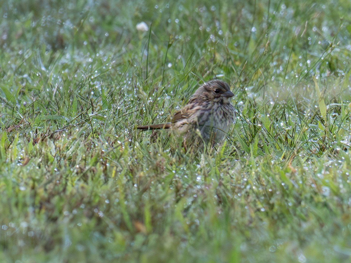 Song Sparrow - ML641057440