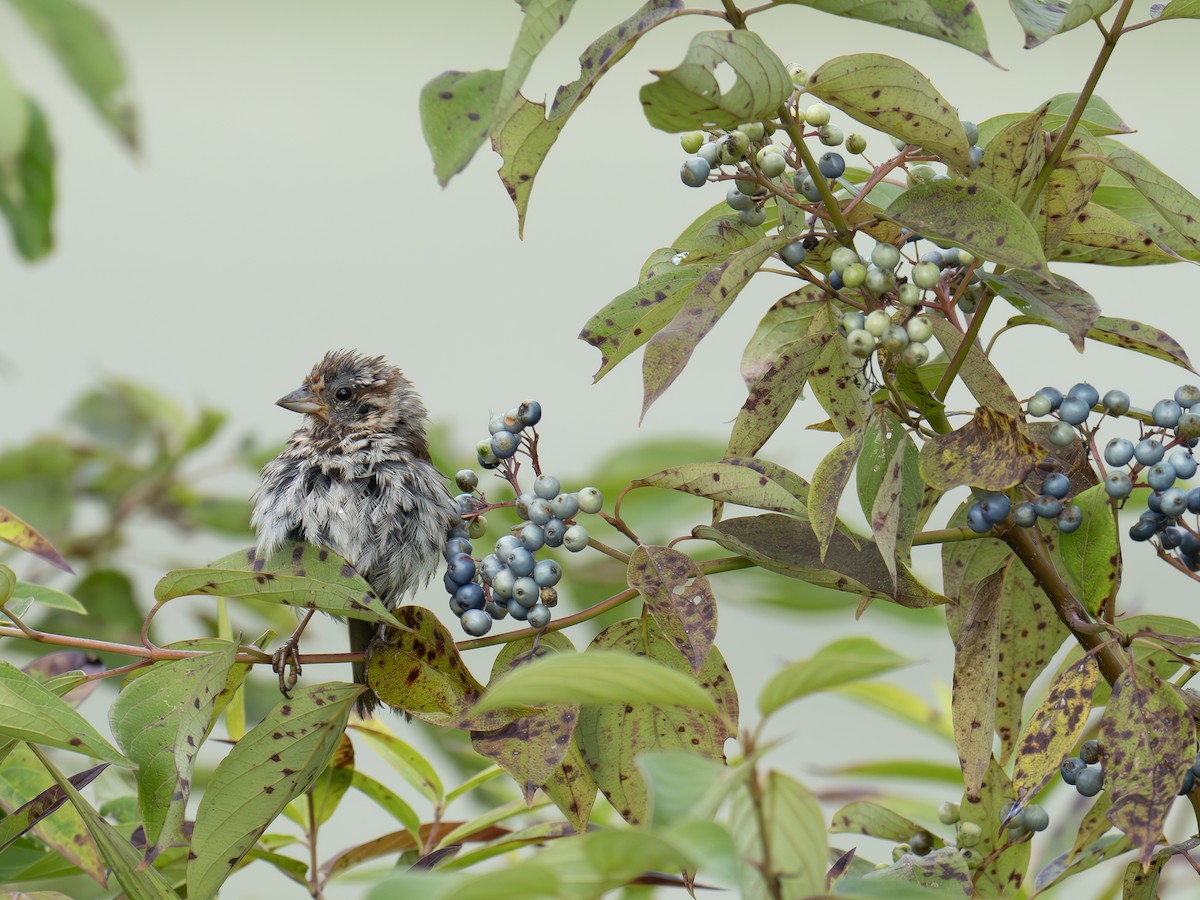 Song Sparrow - ML641057442
