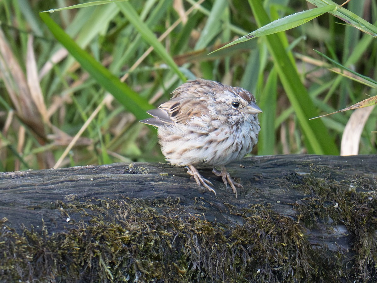 Song Sparrow - ML641057443
