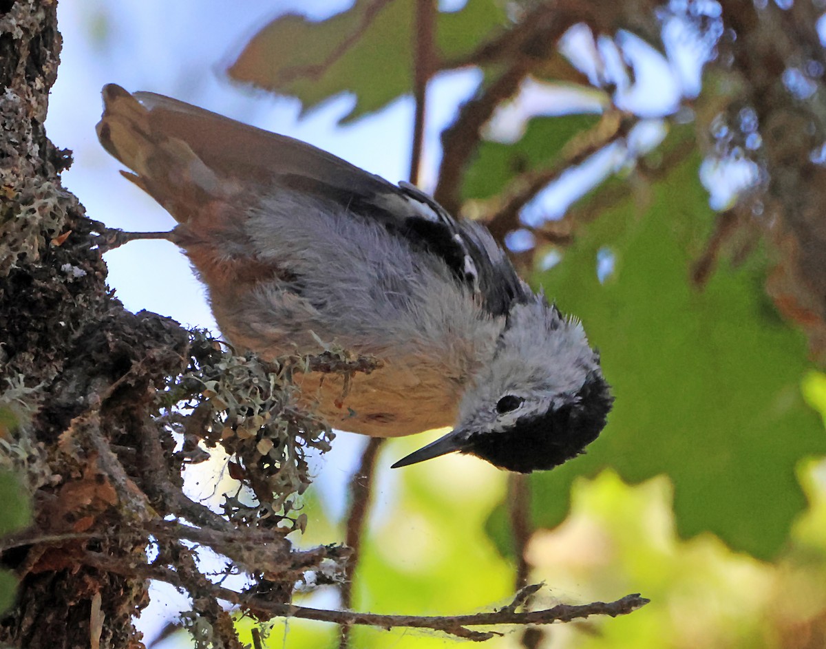 White-breasted Nuthatch - ML641057444