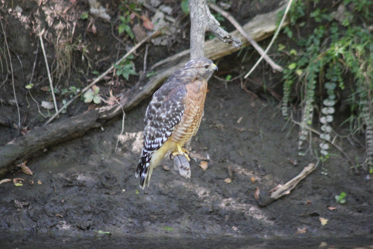 Red-shouldered Hawk - ML641057489